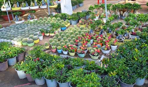 Đắk Lắk: Hai điểm pháo hoa Giao thừa thu hút hàng vạn người - ảnh 2